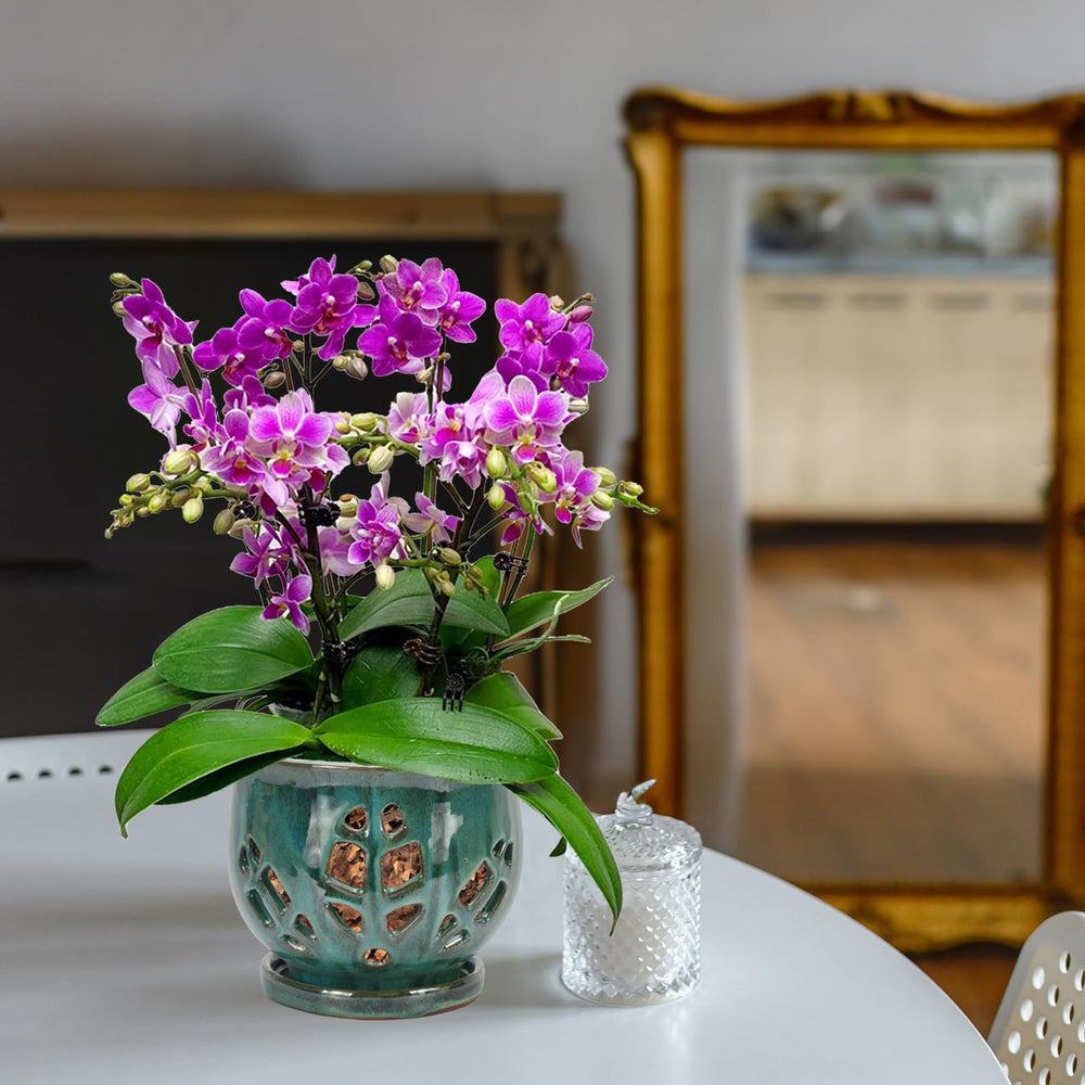 W&W lifestyle on windowsill illustrating decorative plant display