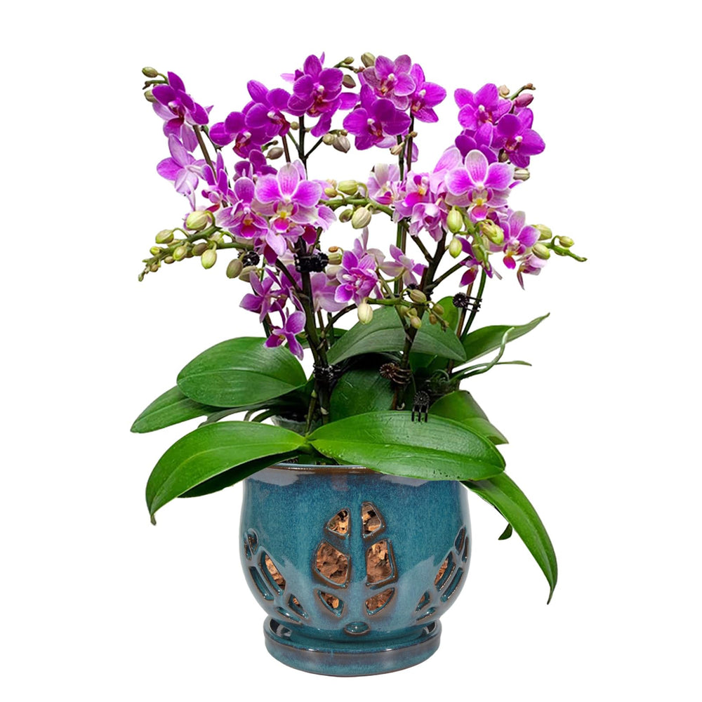 W&W teal orchid pot front view showing elegant glazed finish and stability