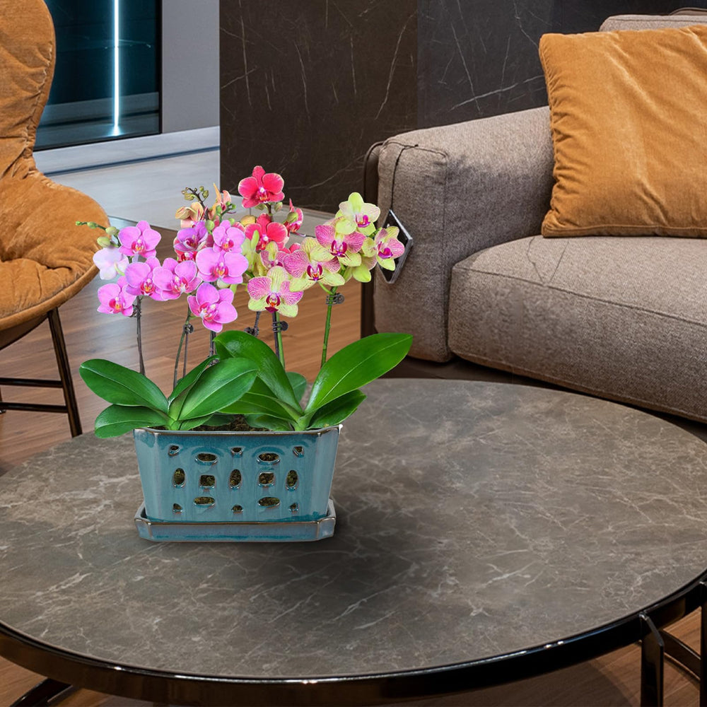 W&W pot top opening showing roomy interior for orchid media