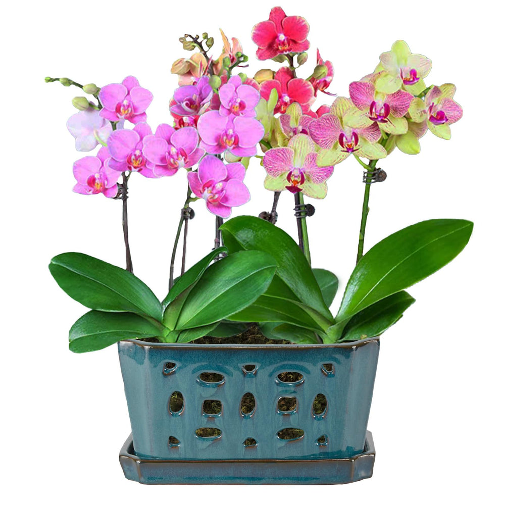 W&W pot held in hand to show 9.7-inch scale for repotting