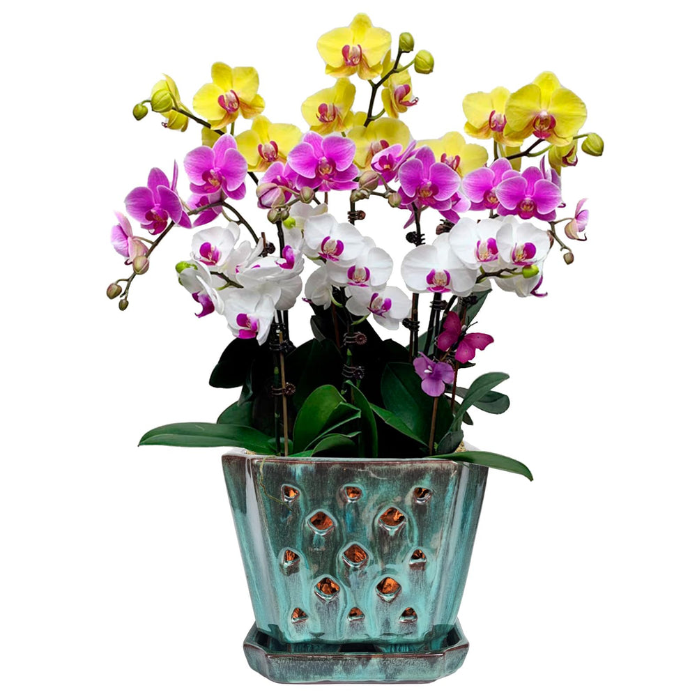 W&W front view of green mix orchid pot showing elegant shape and display benefit