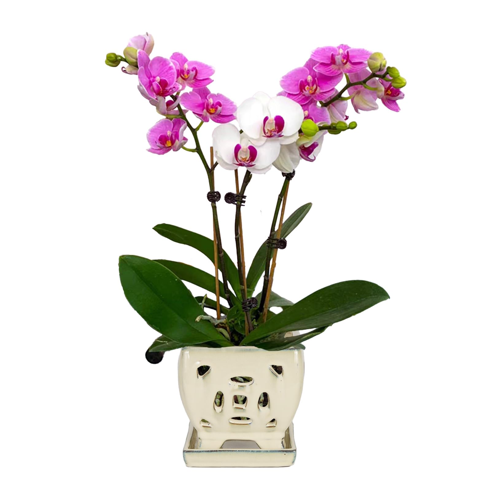 W&W orchid pot front view showing cream-white glaze and elegant shape, enhances display