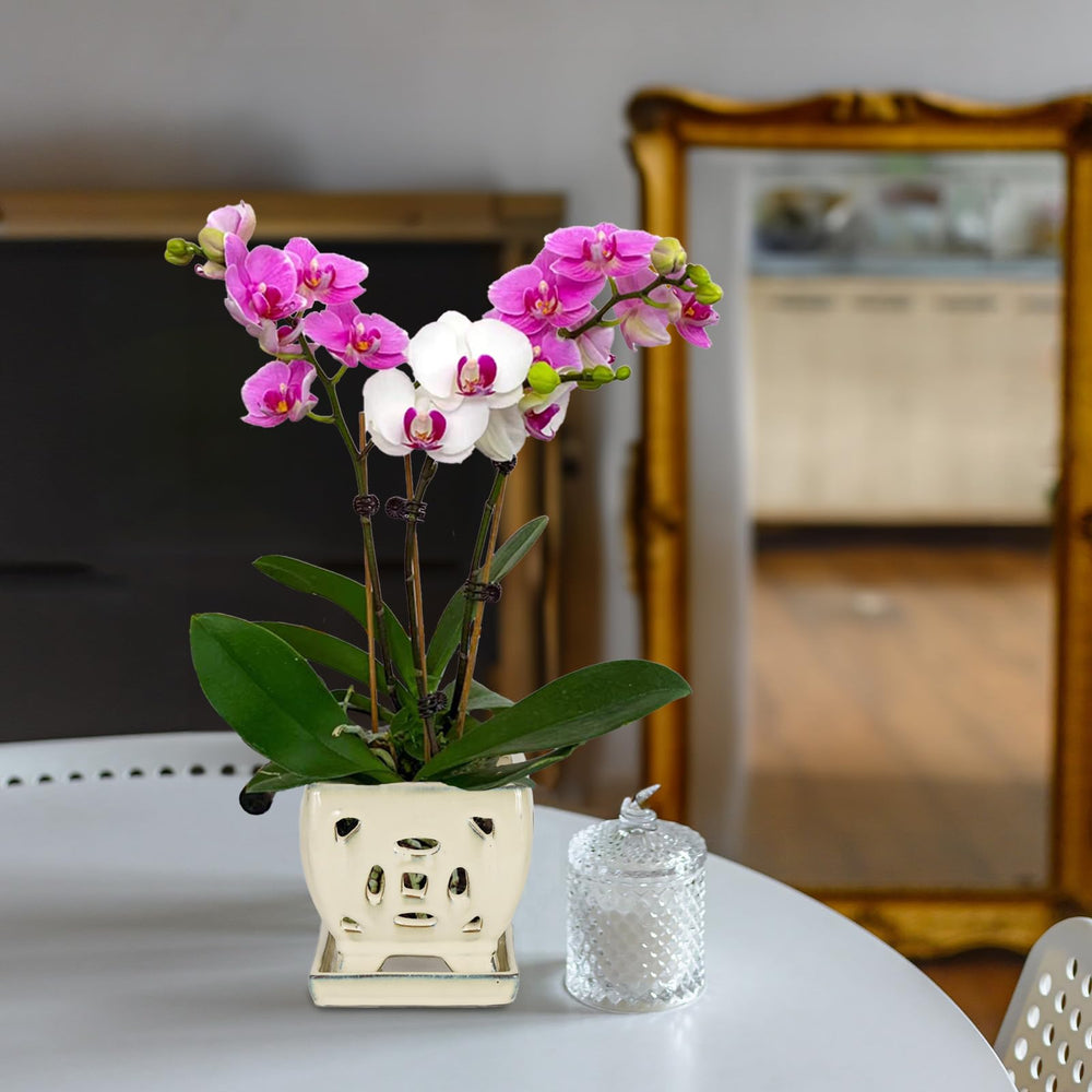 W&W orchid pot on shelf styled with decor showing decorative versatility and charm