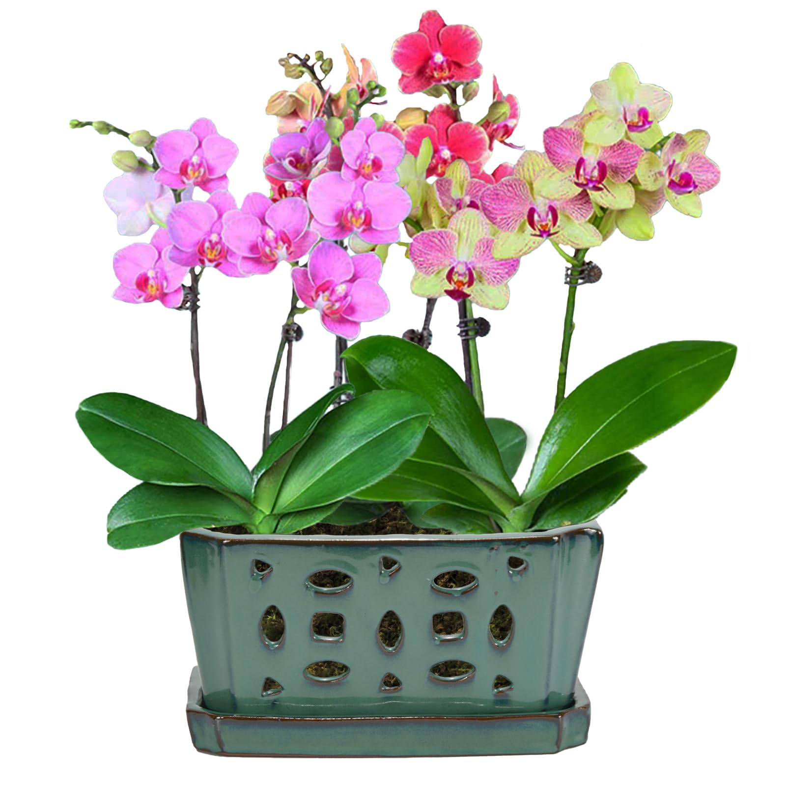 W&W pot size comparison with ruler showing 9.7-inch scale for proper fit