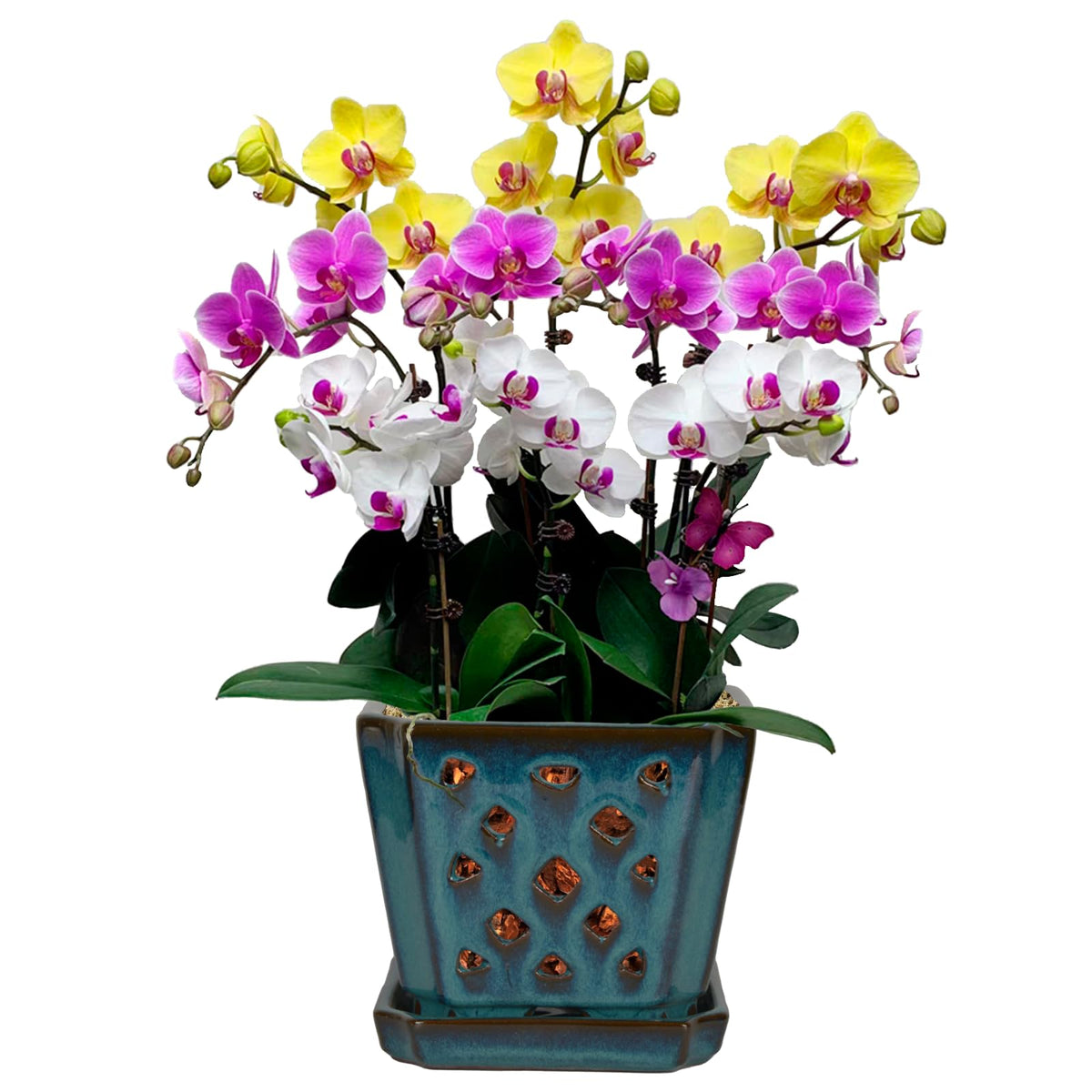 W&W teal orchid pot front view showing elegant design and stable base