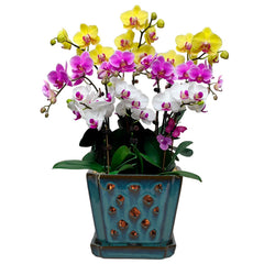 W&W teal orchid pot front view showing elegant design and stable base