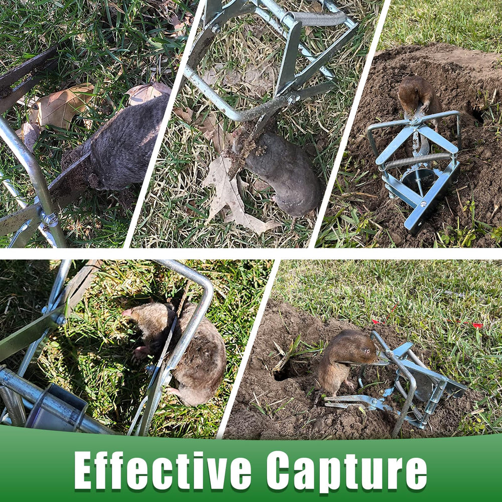 Wanqueen trap placed in a mole tunnel illustrating effective underground placement benefit