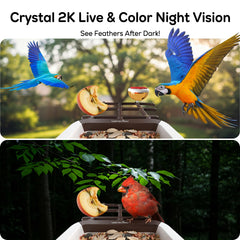 wansview seed tray and perch with birds feeding, promoting natural observation