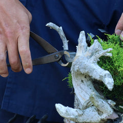 Wazakura close-up of concave blade edge for cleaner bonsai cuts