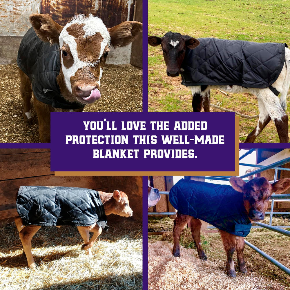 Weaver Livestock belly protection and elastic fit preventing rubbing
