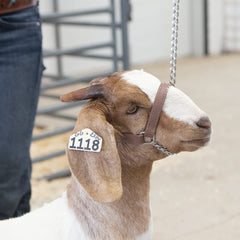 Weaver Livestock chain close-up showing sturdy snap for quick secure attachment