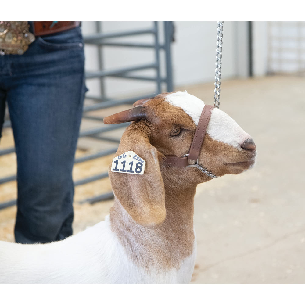 Weaver Livestock halter chain and snap close-up for quick secure fastening benefit