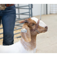Weaver Livestock halter chain and snap close-up for quick secure fastening benefit