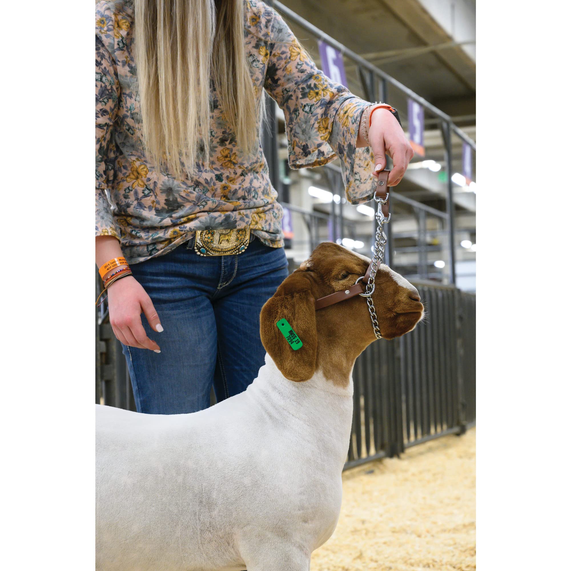 Weaver Livestock Brahma Webb halter close-up of handle and chain for adjustable control