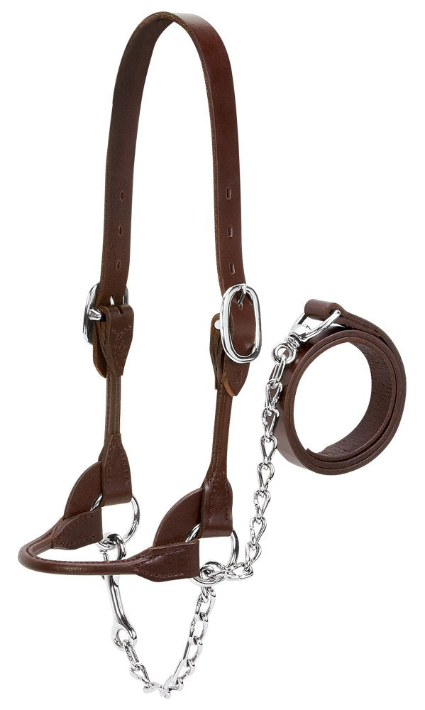 Weaver Livestock front view brown halter showing polished fit and show-ready detail