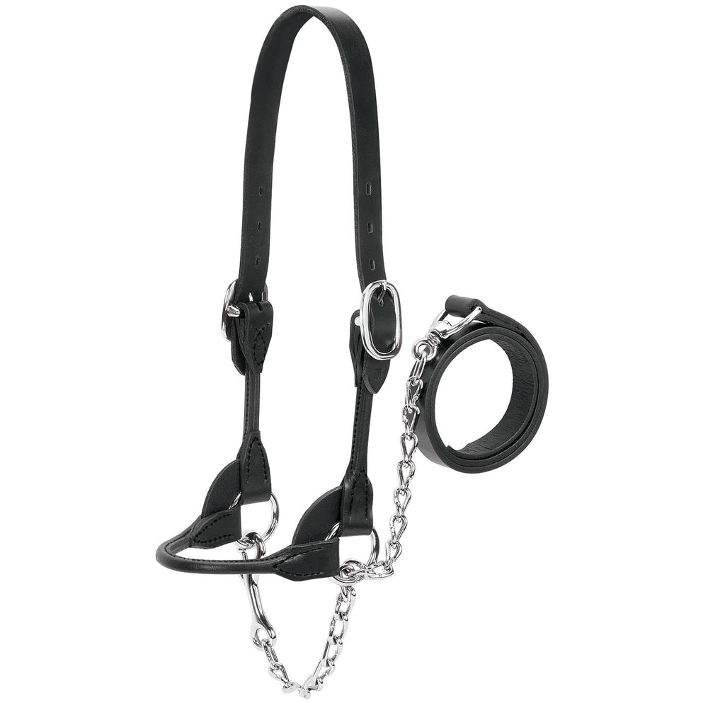 Weaver Livestock front view of black rounded show halter showcasing fit and finish