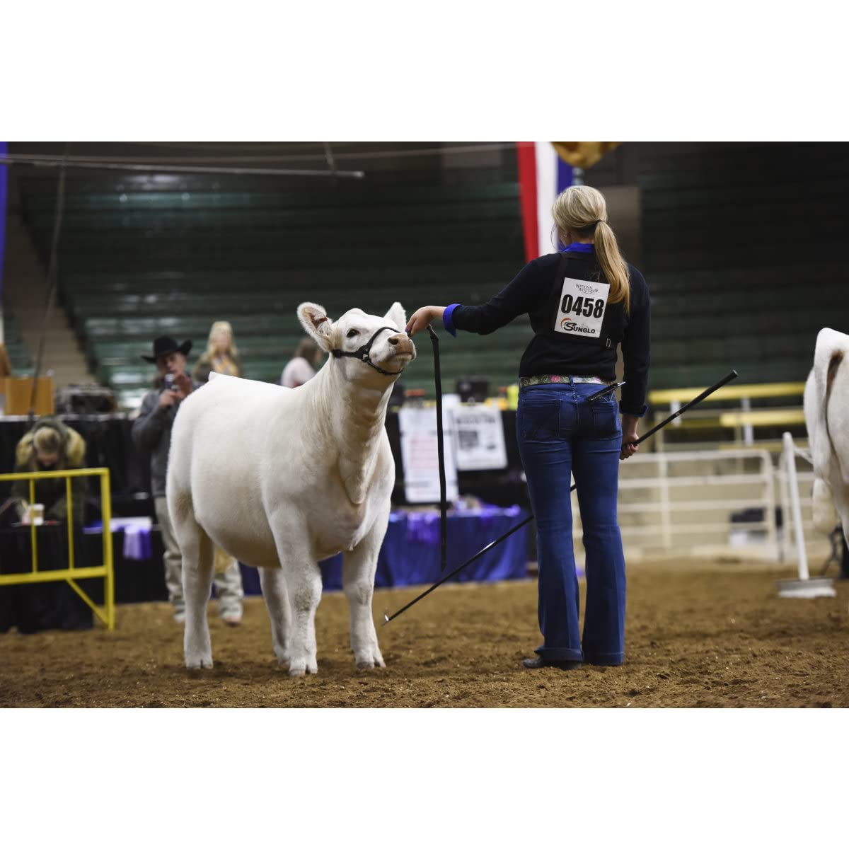 Weaver Livestock halter on calf demonstrating comfortable, adjustable fit