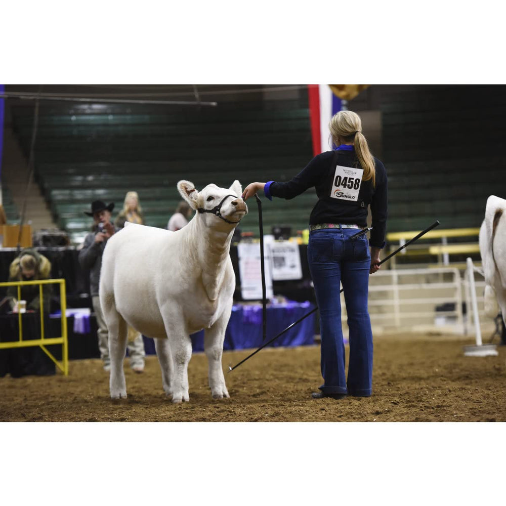 Weaver Livestock halter on calf demonstrating comfortable, adjustable fit