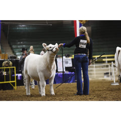 Weaver Livestock halter on calf demonstrating comfortable, adjustable fit