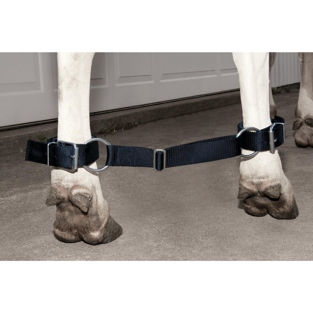 Weaver Livestock neoprene cuff close-up highlighting padded comfort and reduced rubbing on cow legs