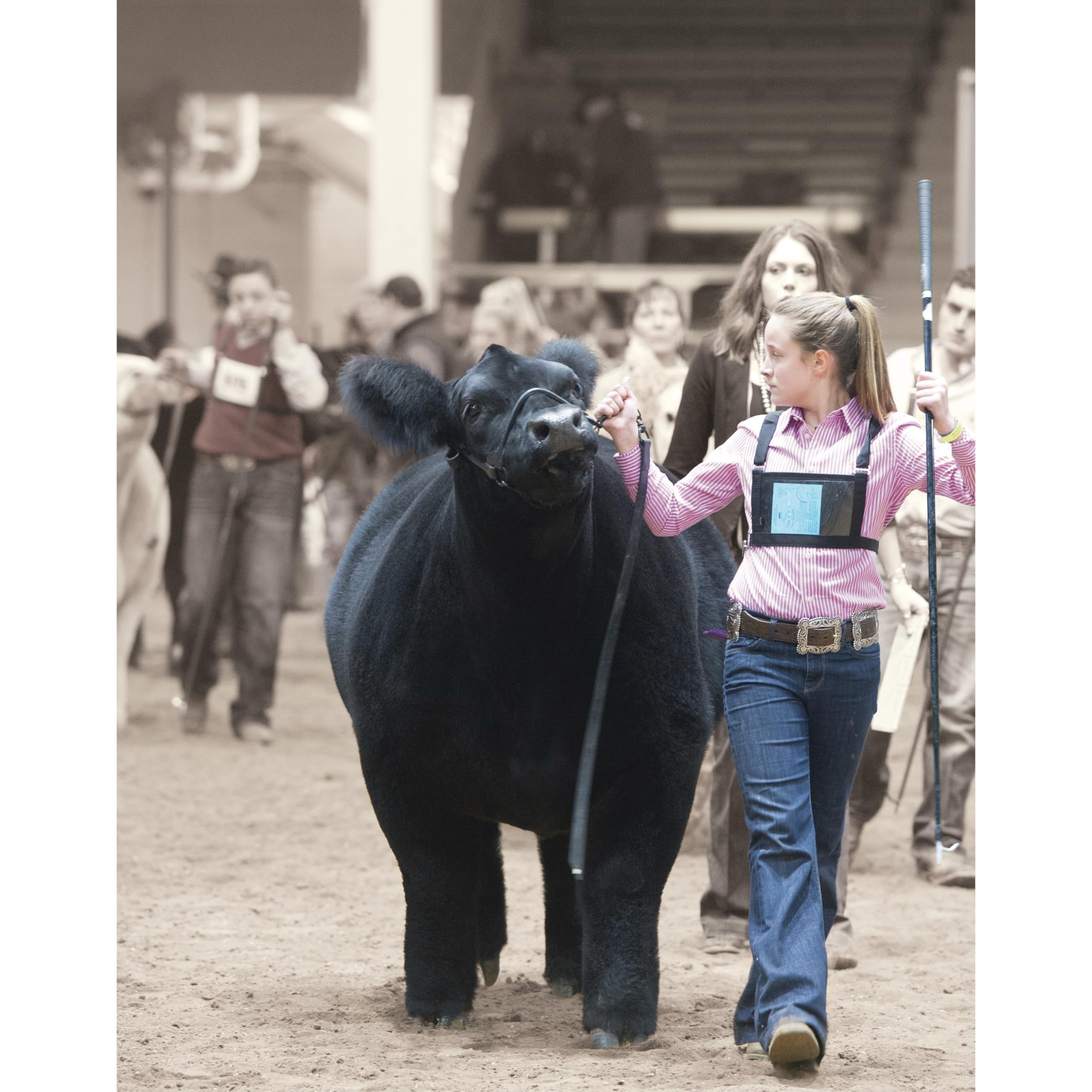 Weaver Livestock in show ring lifestyle shot showing polished presentation advantage