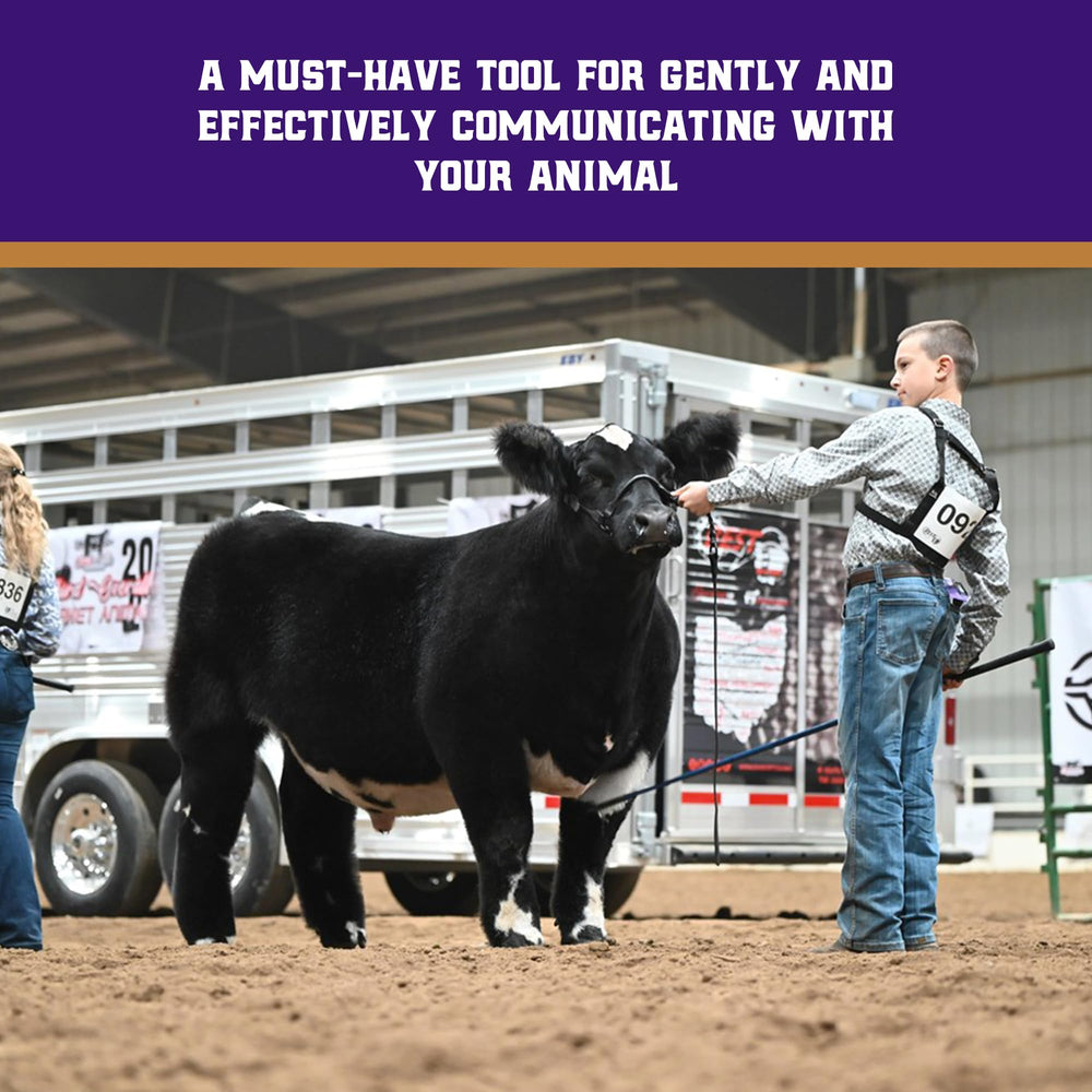 Weaver Livestock stick guiding cattle in a show ring for calmer animal positioning