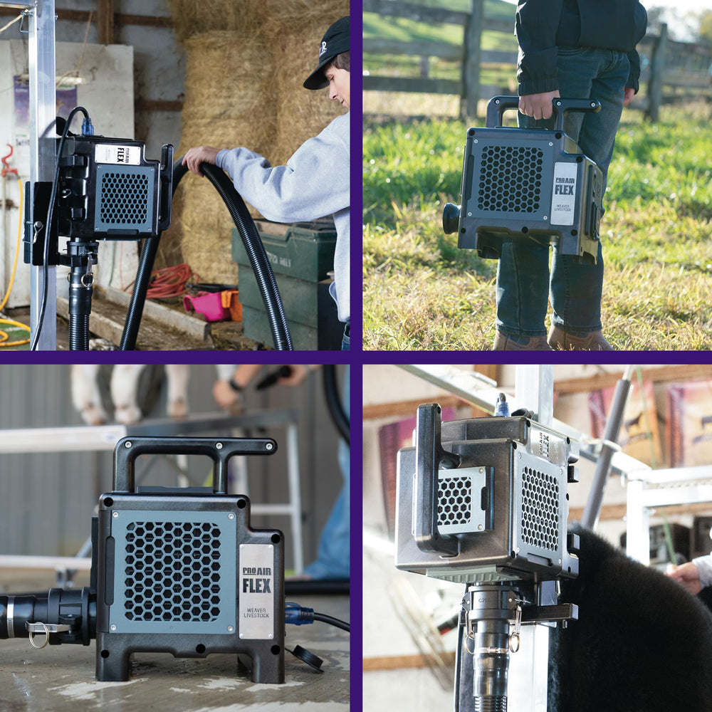 Weaver Livestock ProAir being used to dry a cow in a barn for show prep
