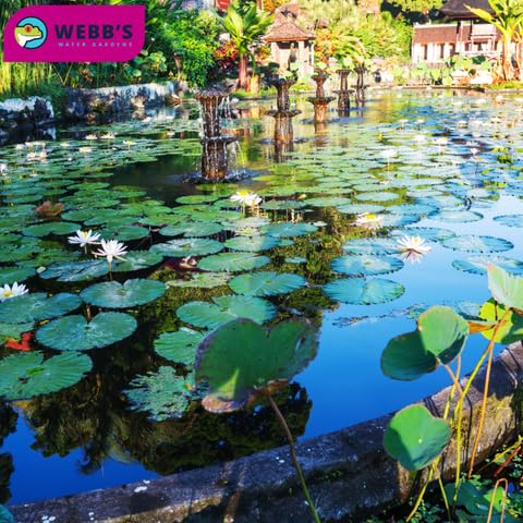 Webb's Water Gardens label and ingredients panel showing transparent formulation benefit