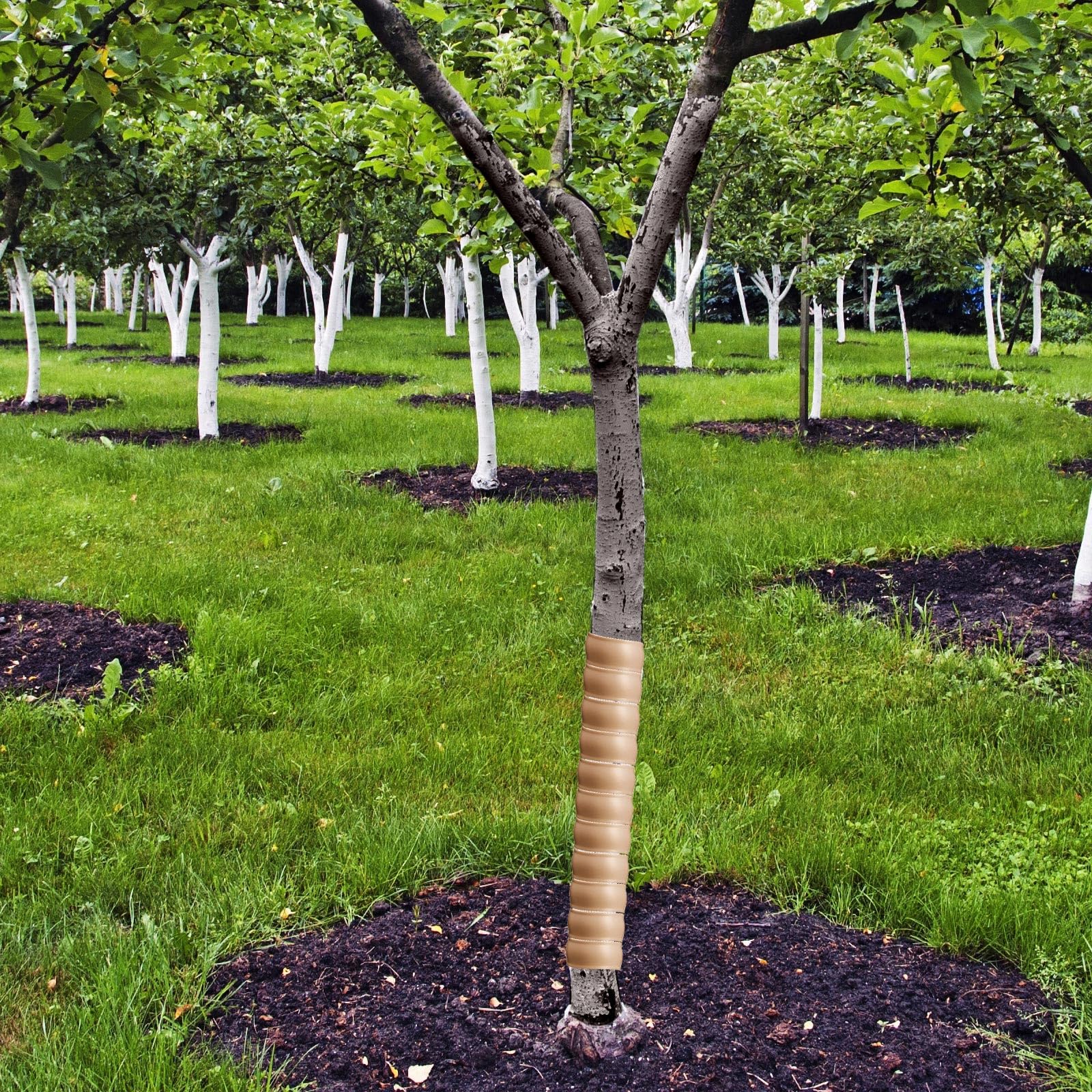 wesiti guards in orchard setting reduce wildlife and mower damage
