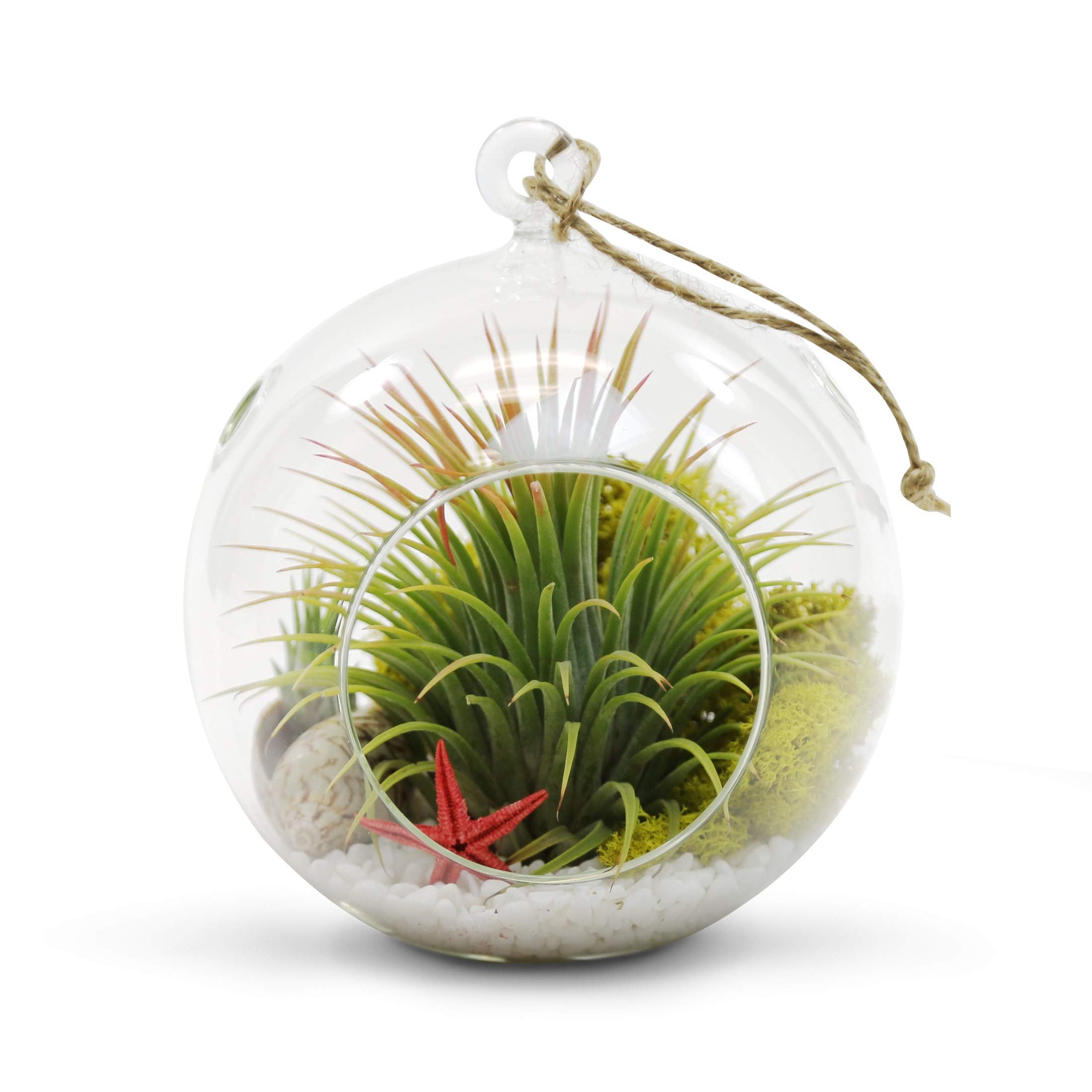 WGVI hanging terrarium on windowsill showing light and view benefit bright indoor decor