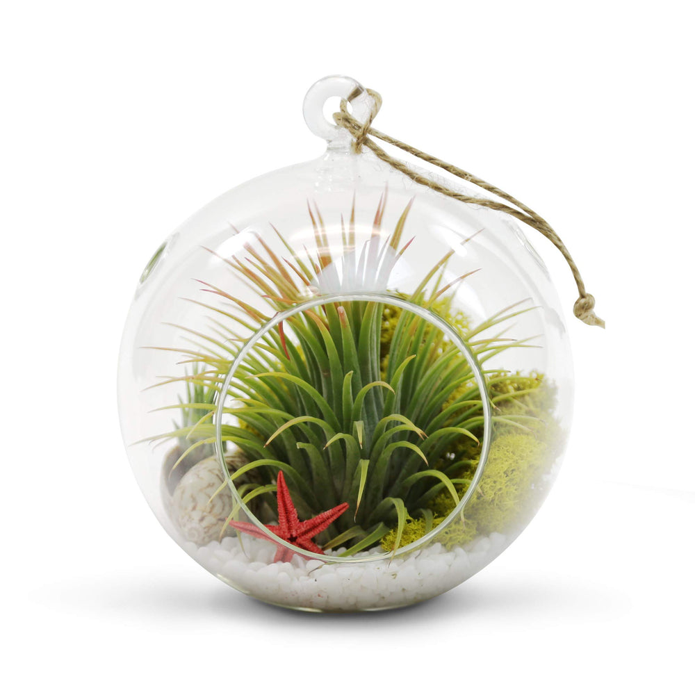 WGVI hanging terrarium on windowsill showing light and view benefit bright indoor decor