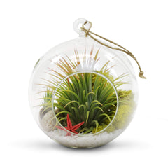 WGVI hanging terrarium on windowsill showing light and view benefit bright indoor decor