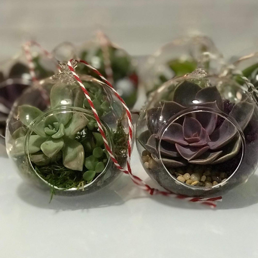 WGVI inside view with succulent planted showing arrangement benefit small-plant showcase