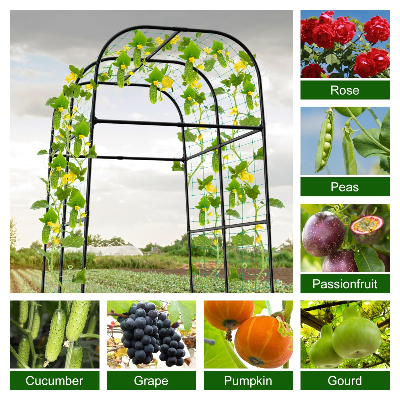 whiffee trellis with cucumbers ready for easier harvesting