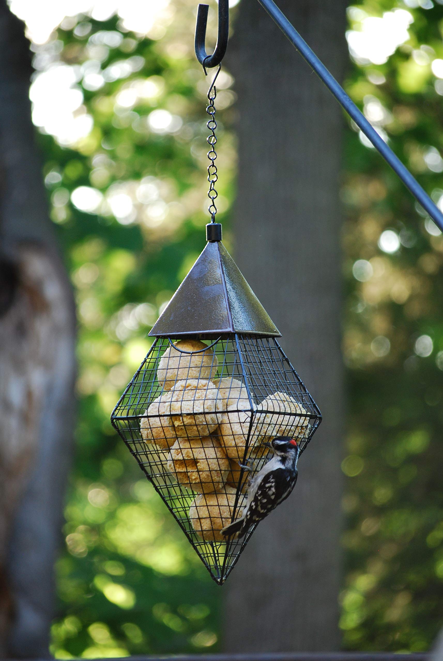 Wildlife Sciences suet ball in feeder attracting woodpecker and songbirds