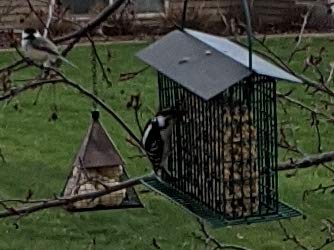 Wildlife Sciences seed cake next to ruler showing 2 lb size for longer-lasting feeding benefit