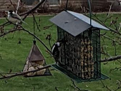 Wildlife Sciences seed cake next to ruler showing 2 lb size for longer-lasting feeding benefit