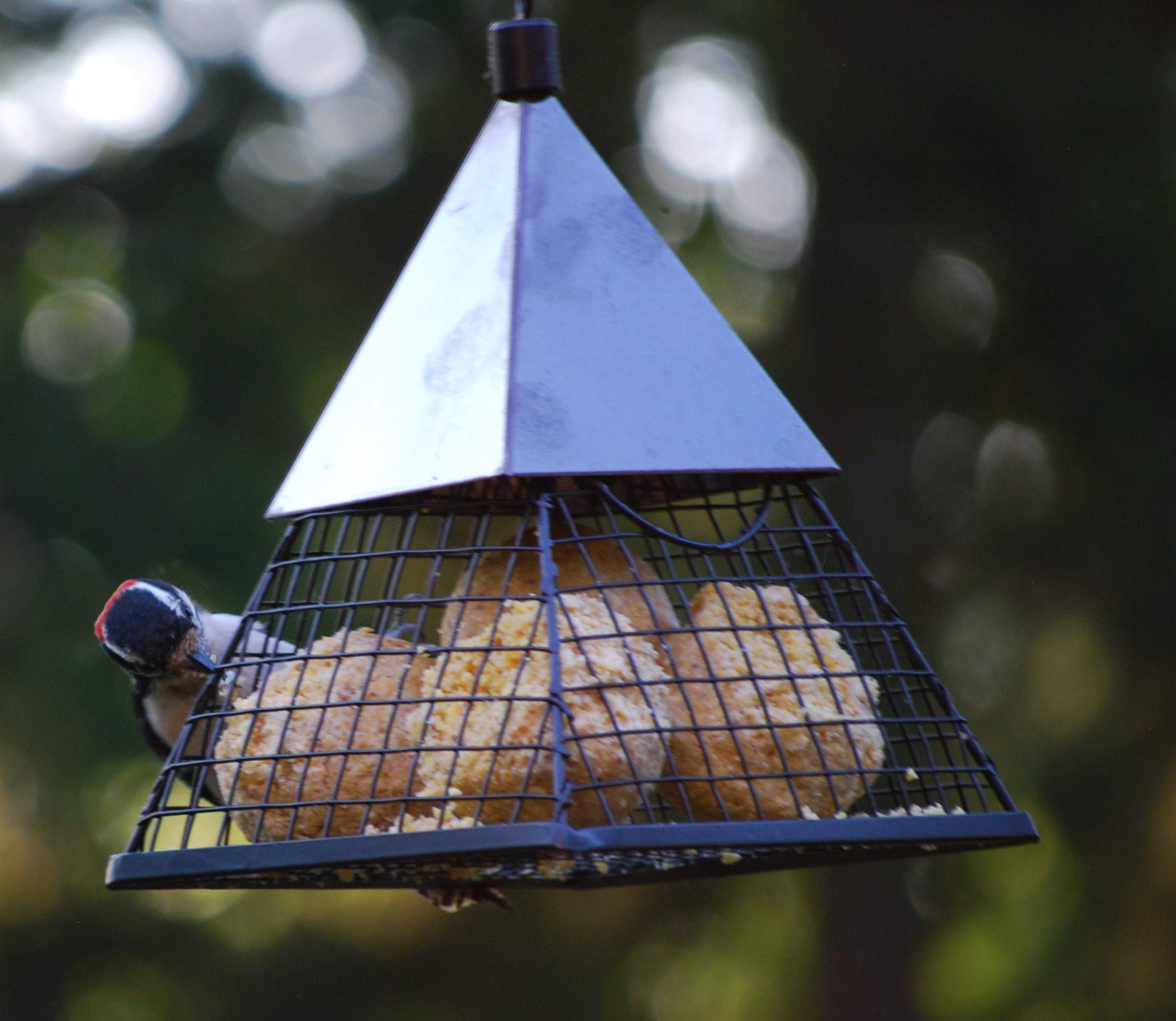 Wildlife Sciences suet ball beside ruler showing 2.5-inch diameter size