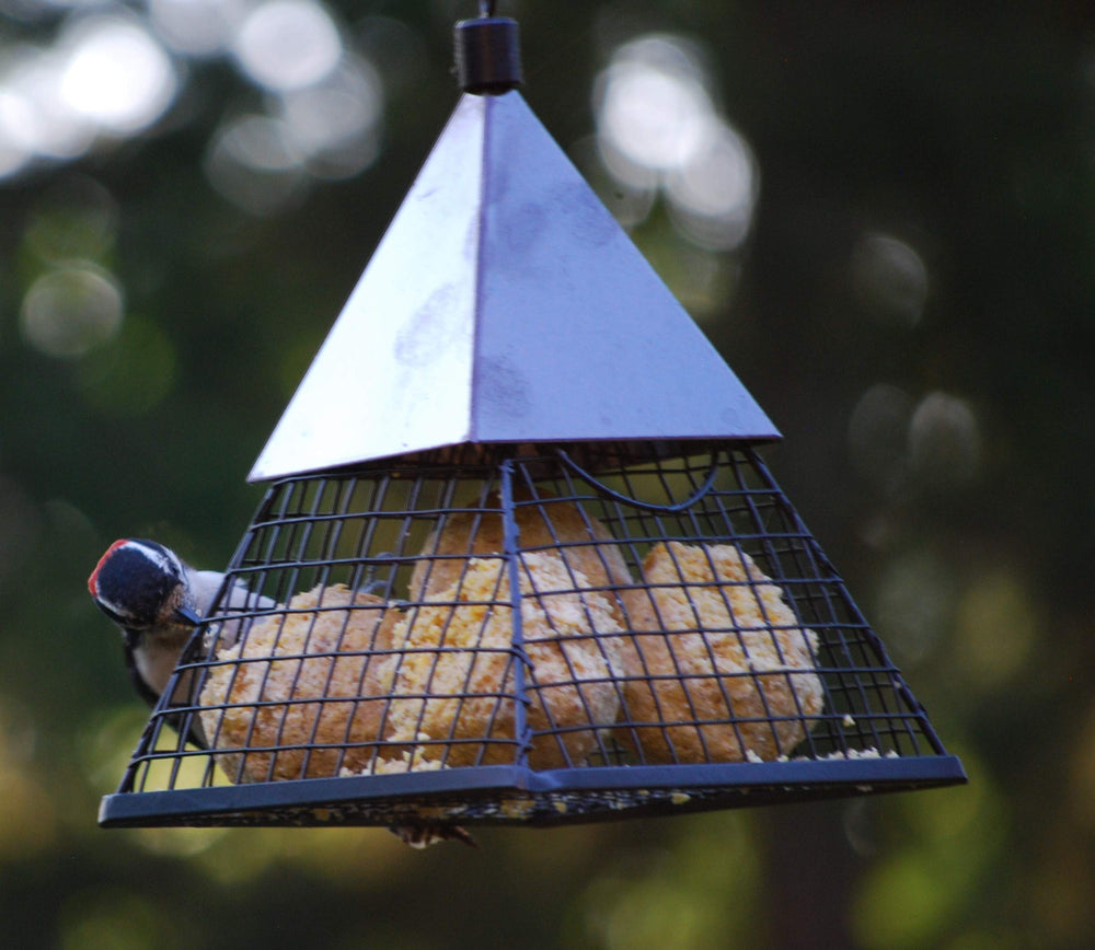 Wildlife Sciences suet ball beside ruler showing 2.5-inch diameter size
