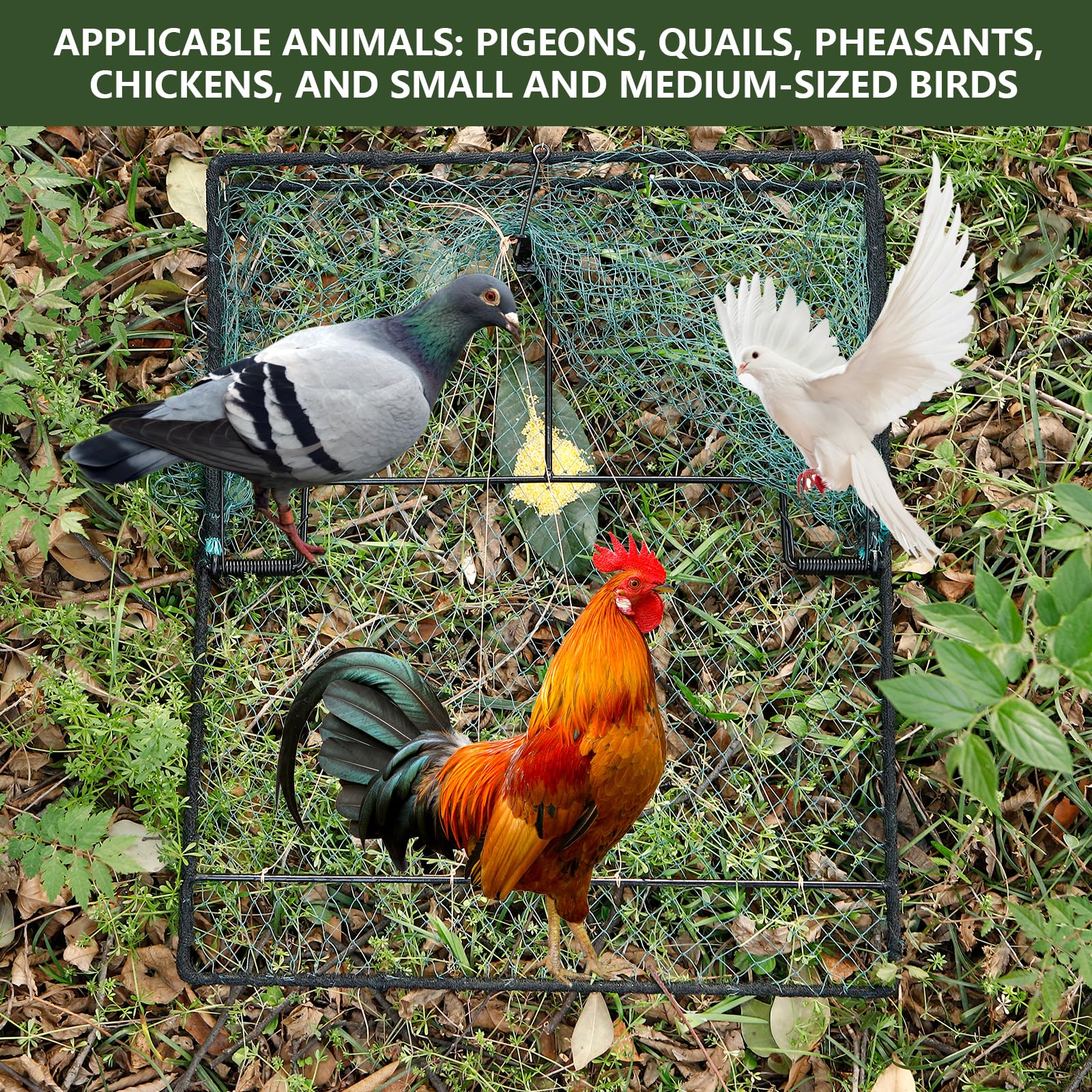 WillMesh trap in use with a pigeon inside demonstrating gentle capture