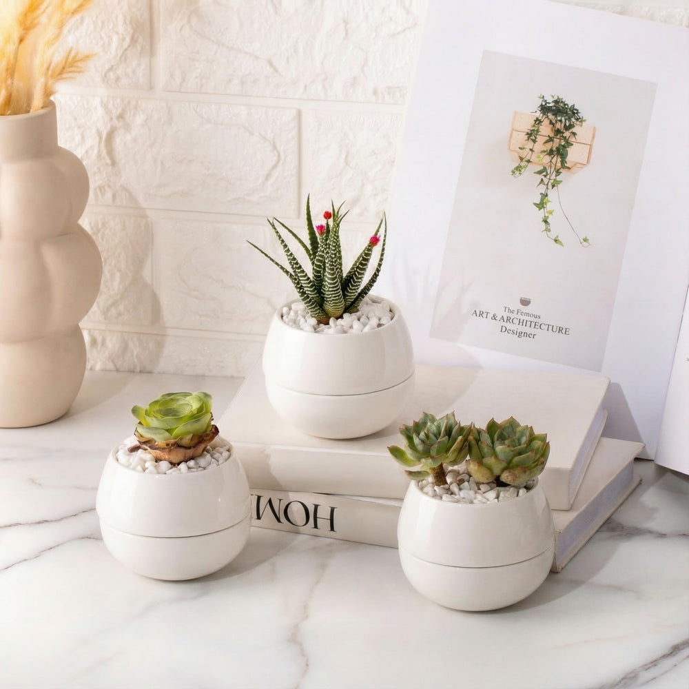 Willowy front view of three white ceramic succulent pots showing clean modern look and aesthetic benefit