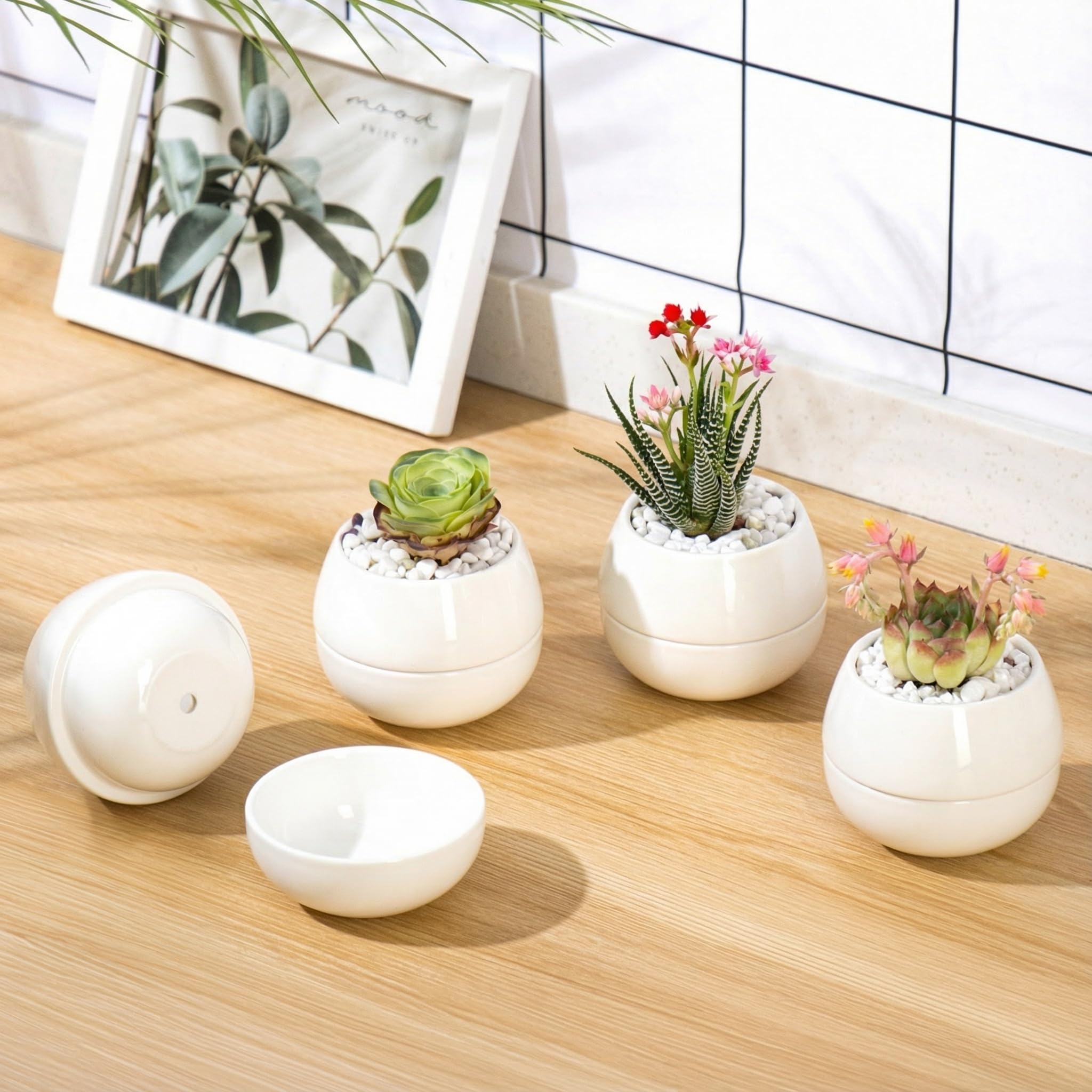 Willowy pots on a sunlit windowsill with succulents demonstrating attractive display and space-saving benefit