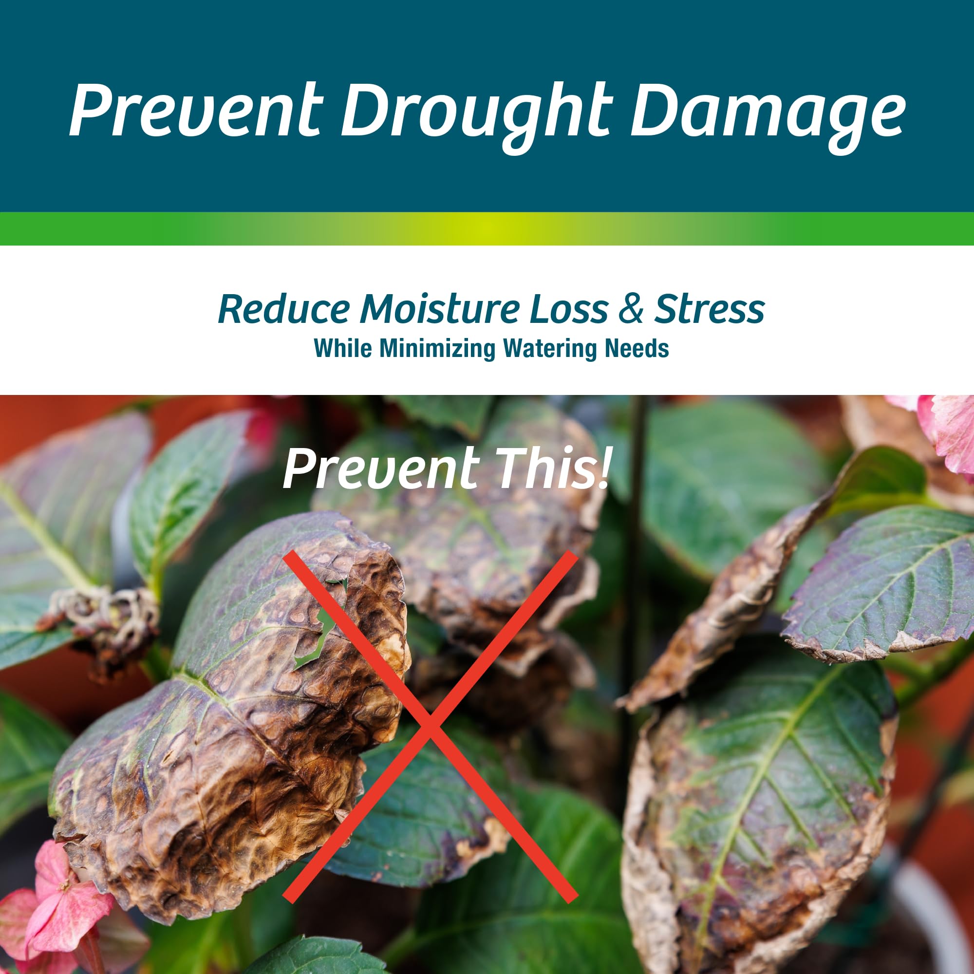 Wilt-Pruf sprayer used in garden winter scene protecting shrubs from drying winds