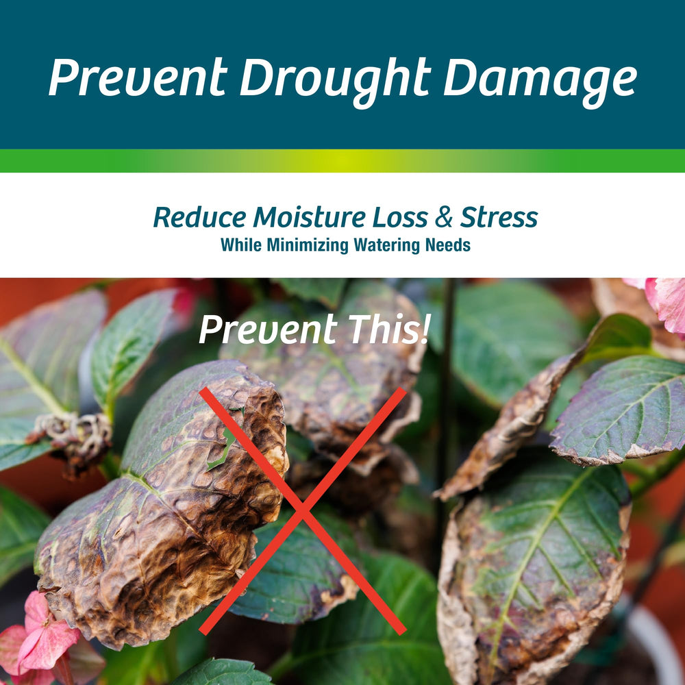 Wilt-Pruf sprayer used in garden winter scene protecting shrubs from drying winds