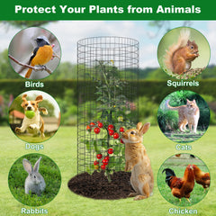 winemana assembled cage around tomato plant protecting from animals while allowing growth