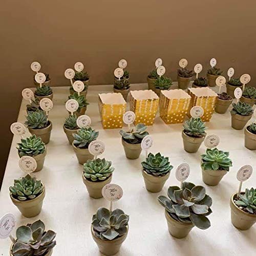 Winlyn mini pots arranged as wedding favors showing cohesive event presentation