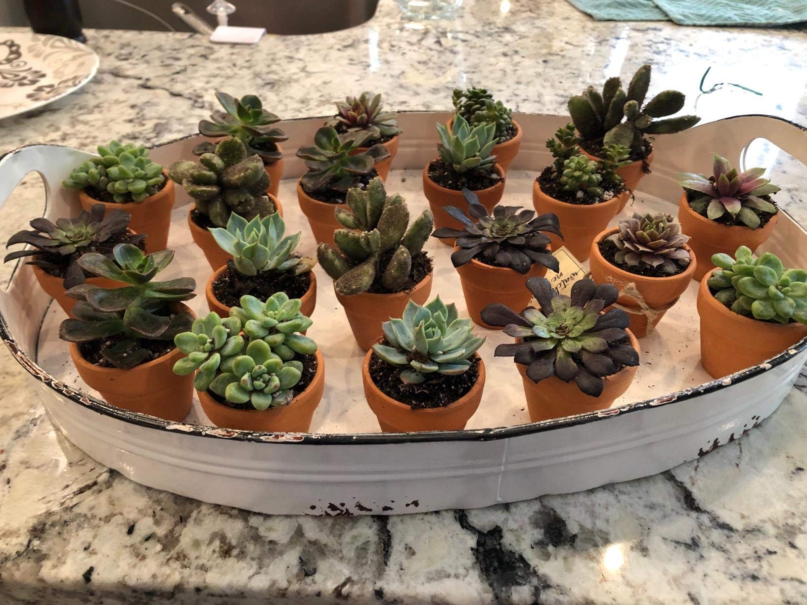 Winlyn mini pot holding a succulent showing healthy airflow and quick drying