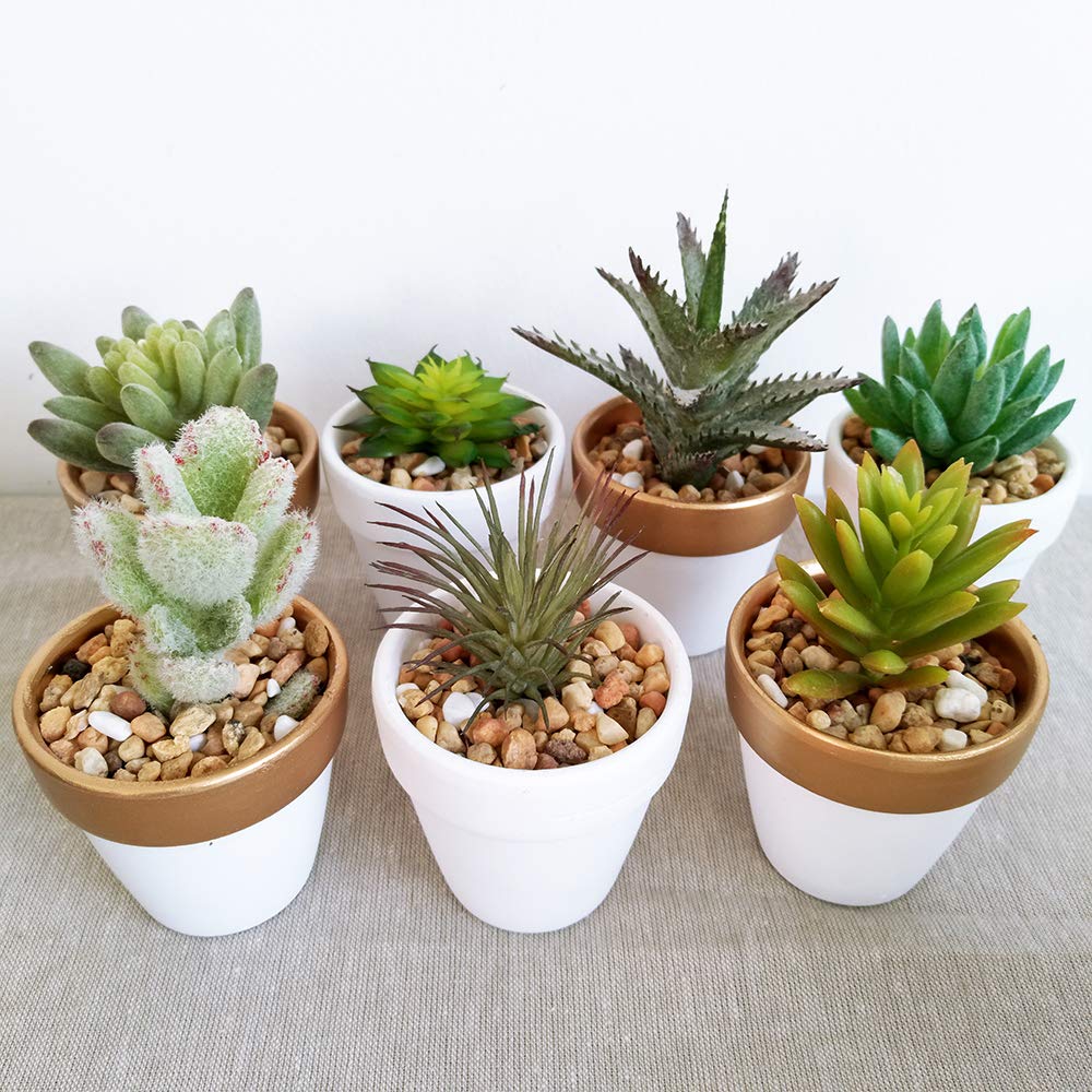 Winlyn planted succulents in pots showing attractive display for décor