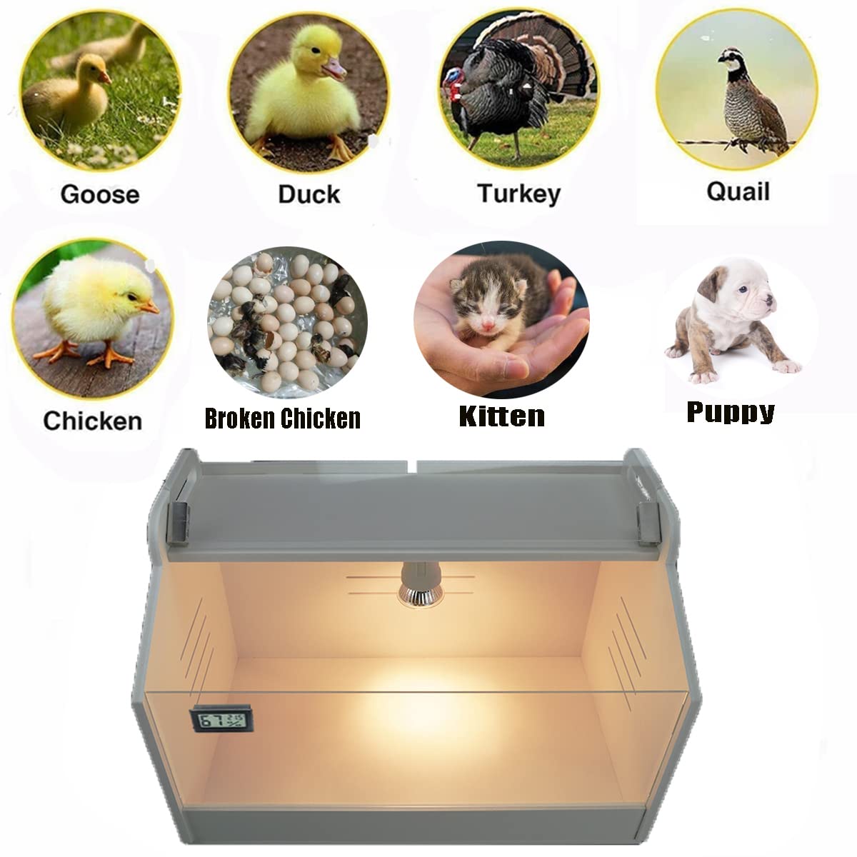 WIONBE brooder interior with chicks demonstrating comfortable warm environment