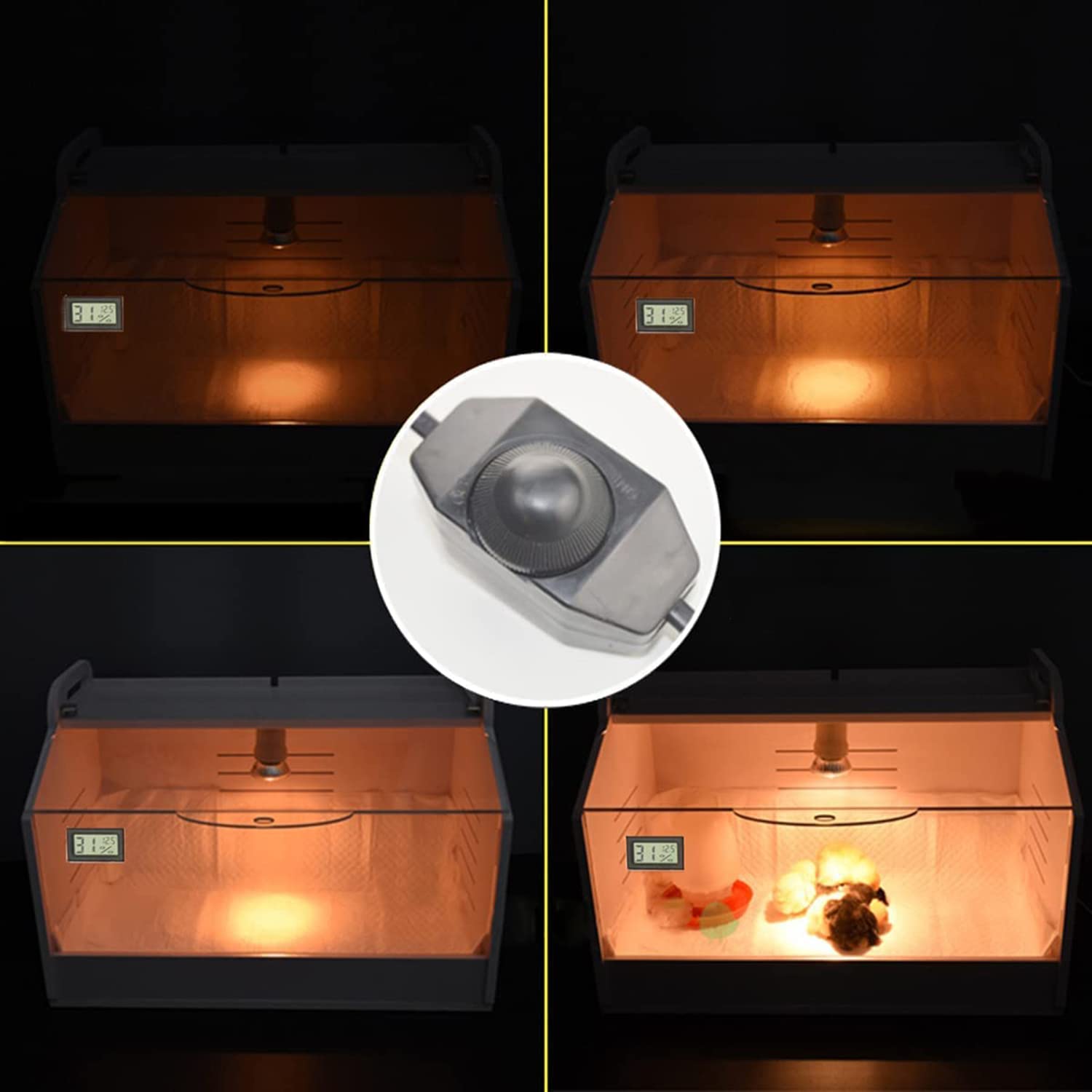WIONBE brooder next to ruler showing compact size for small-scale use